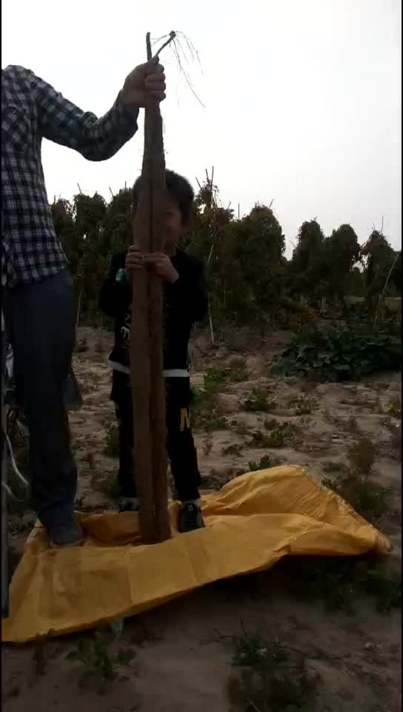 本人常年代收白玉山药