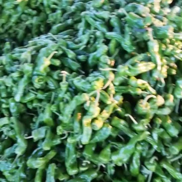 精品辣椒