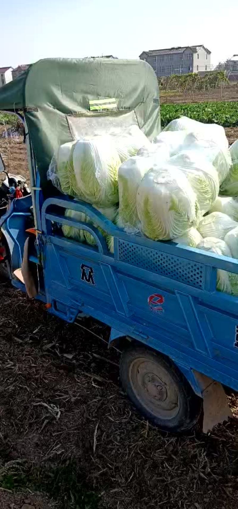 大白菜
