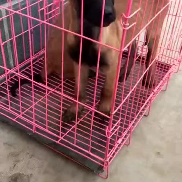精品马犬