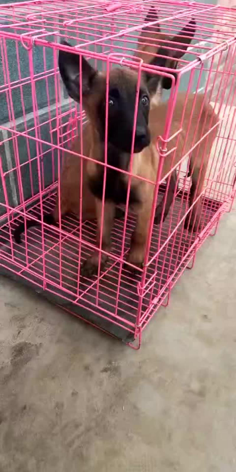 精品马犬
