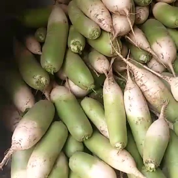 萝卜