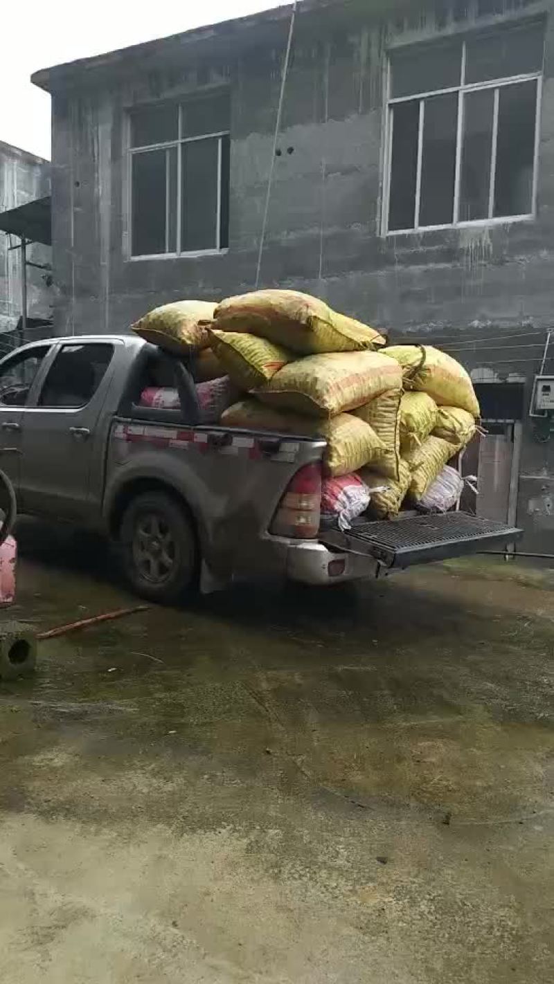 天然山茶果