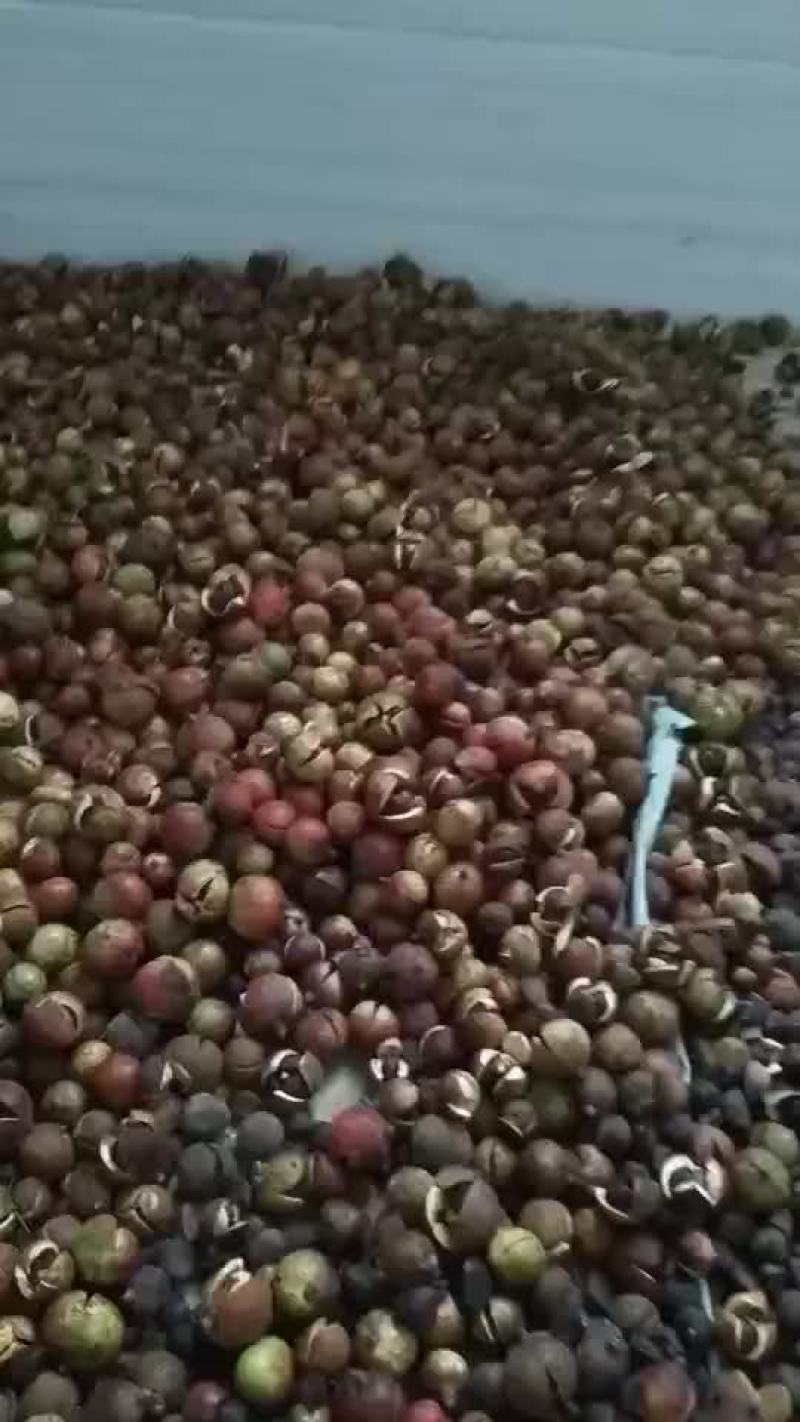 天然山茶果
