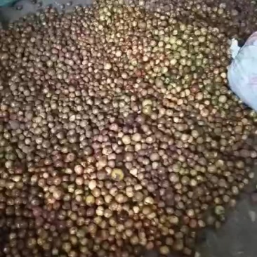 天然山茶果