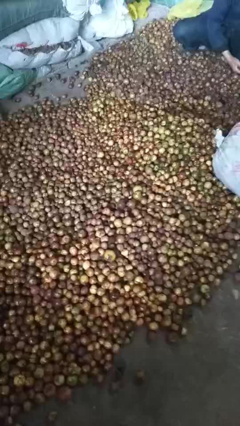 天然山茶果