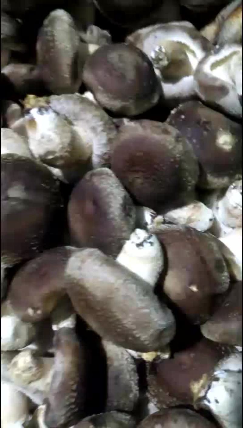 香菇