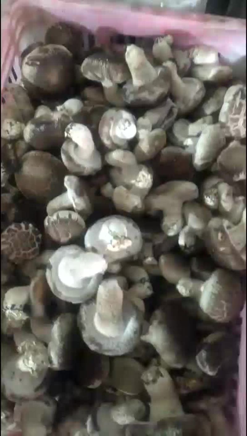 香菇