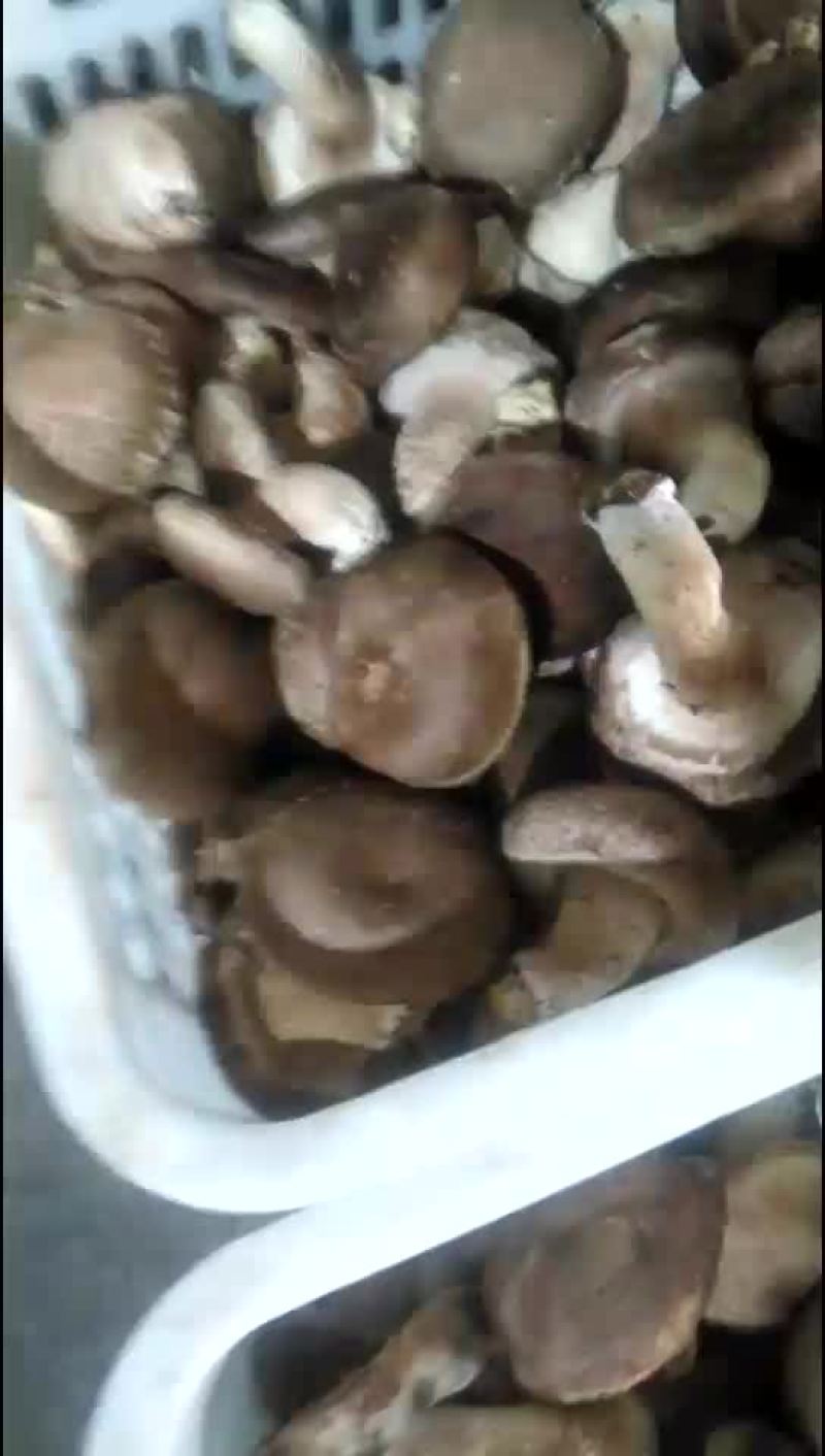 香菇