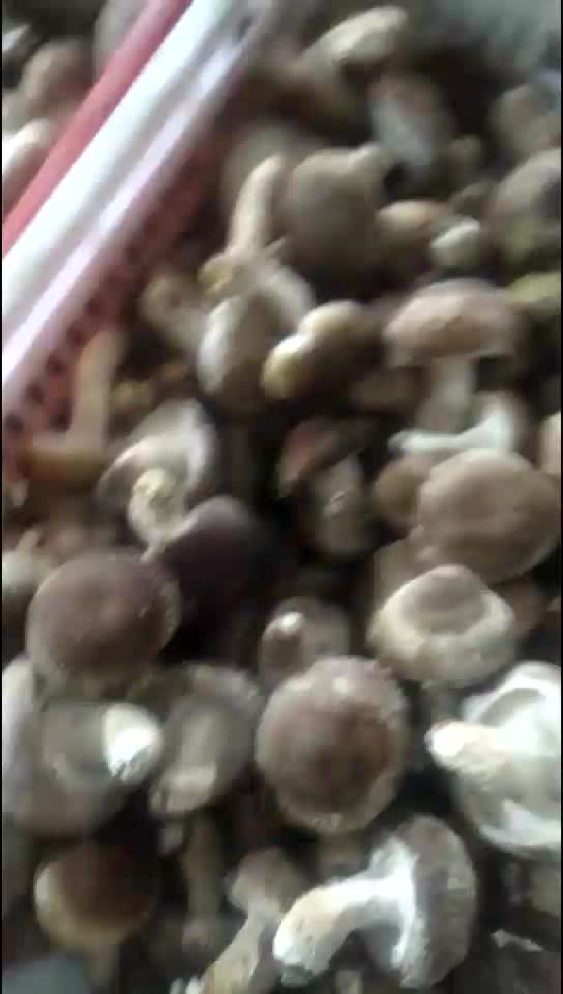 香菇
