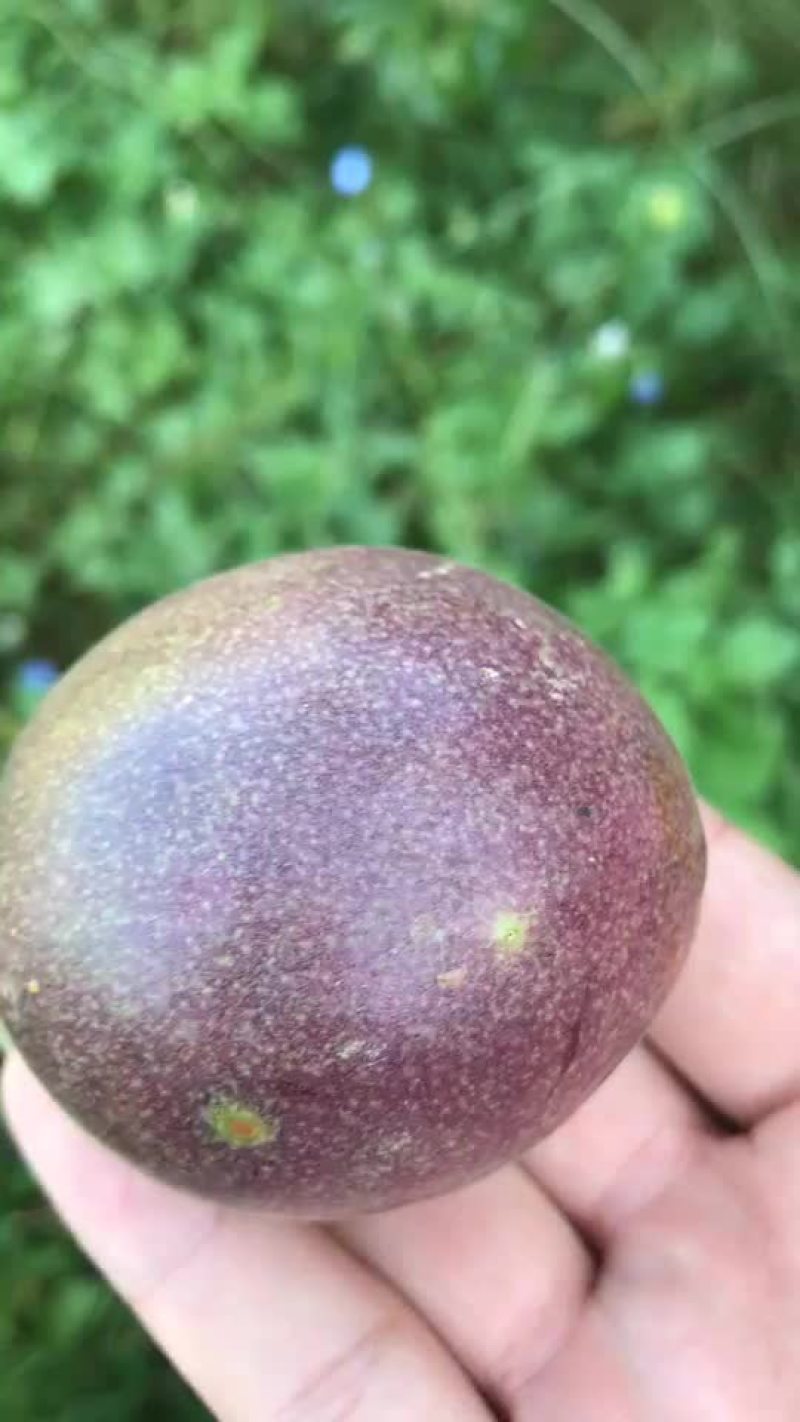 百香果