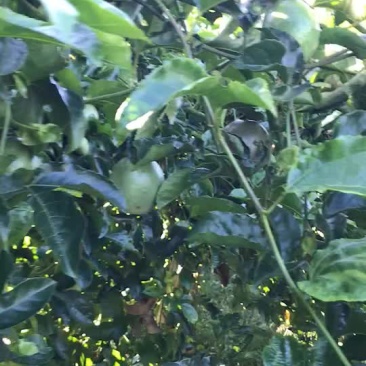 百香果