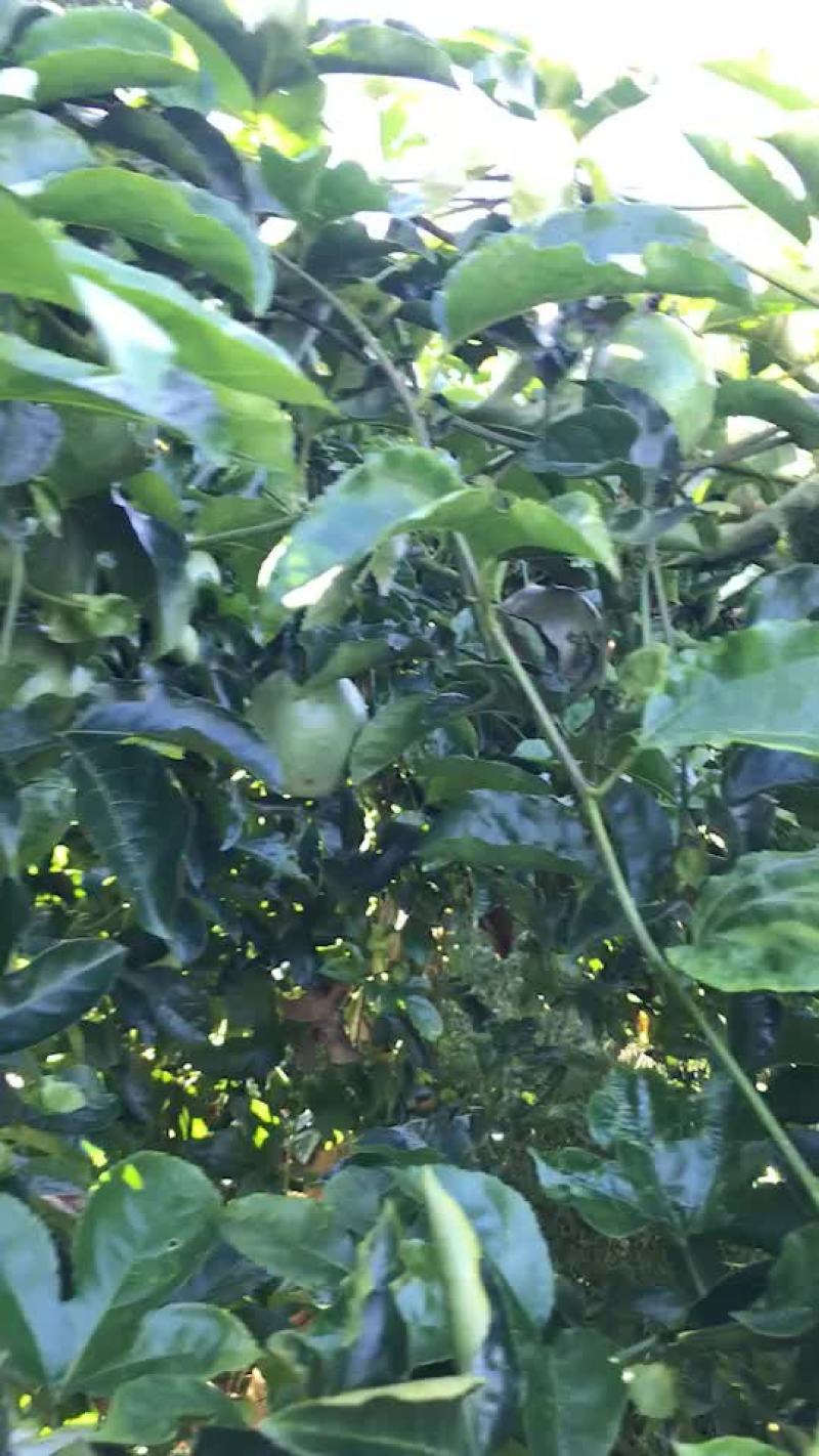百香果