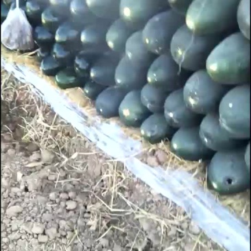 黑先锋85