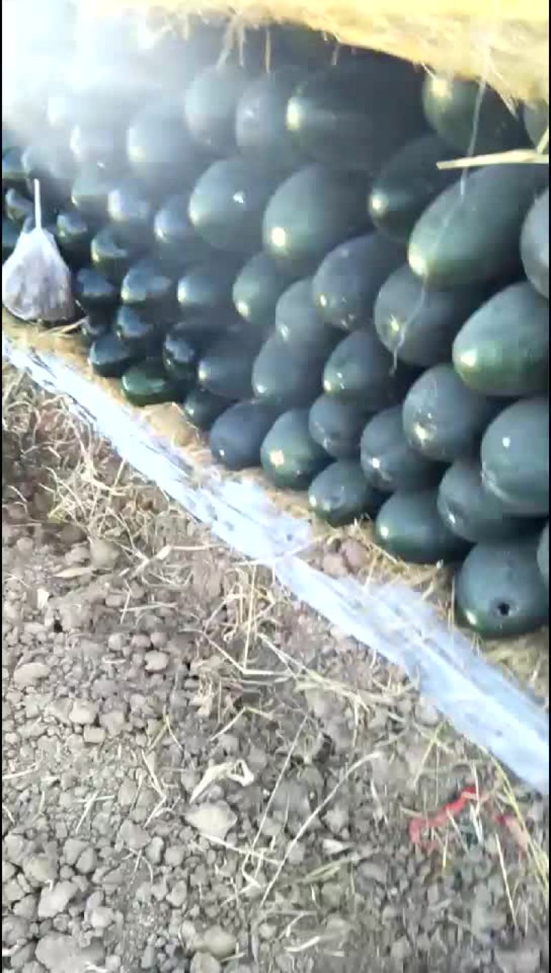 黑先锋85