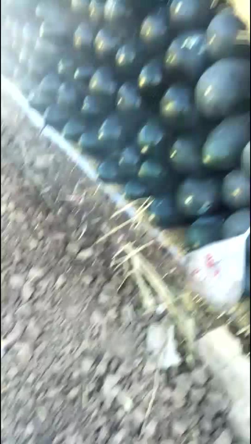 黑先锋85