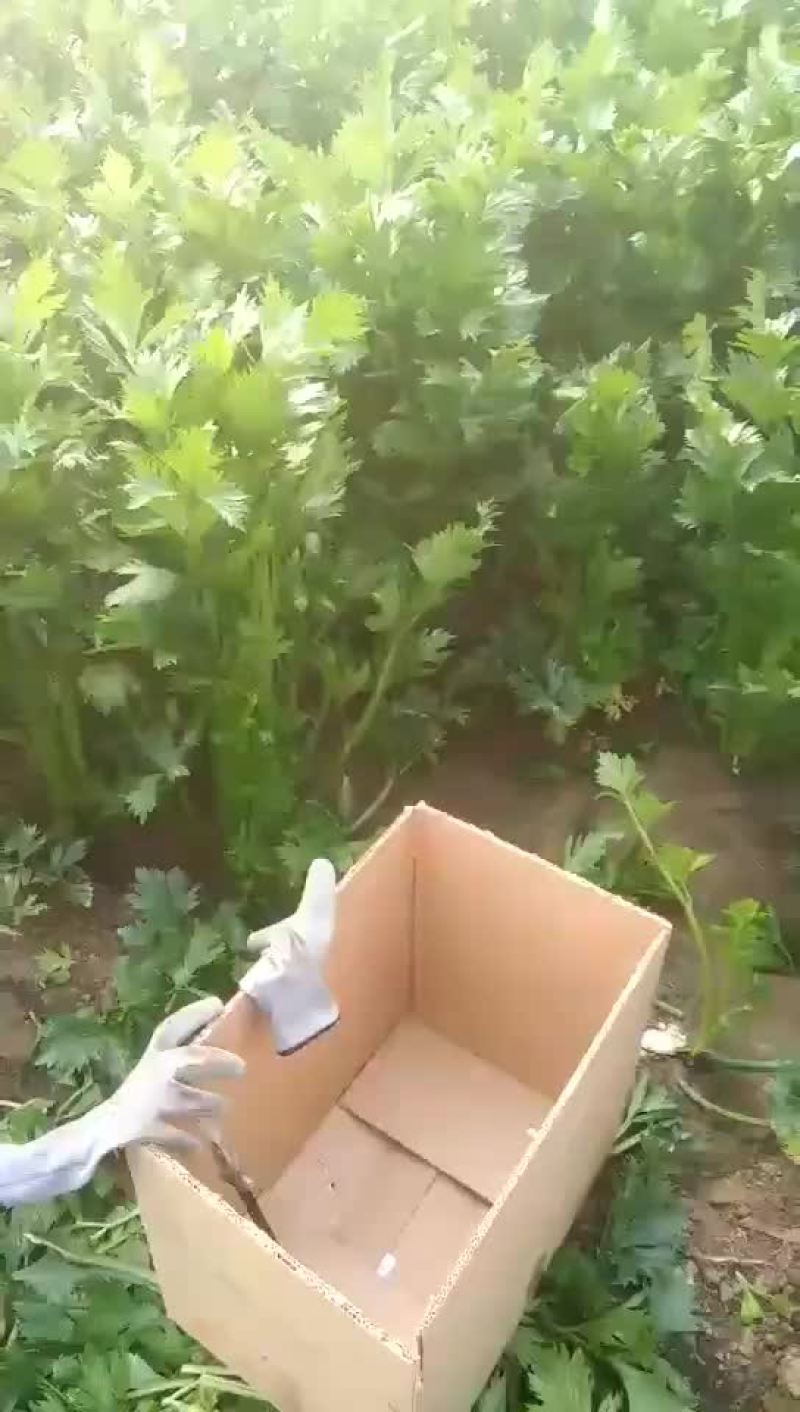 西芹我们本着客户至上得原则愿与您真诚的合作