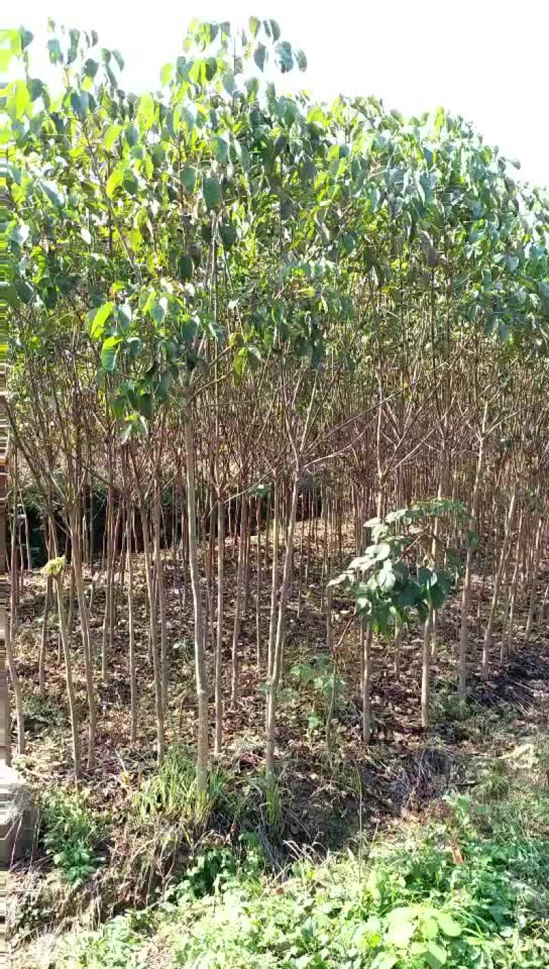 重阳木产地低于市场价格