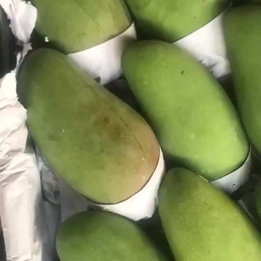 大青芒