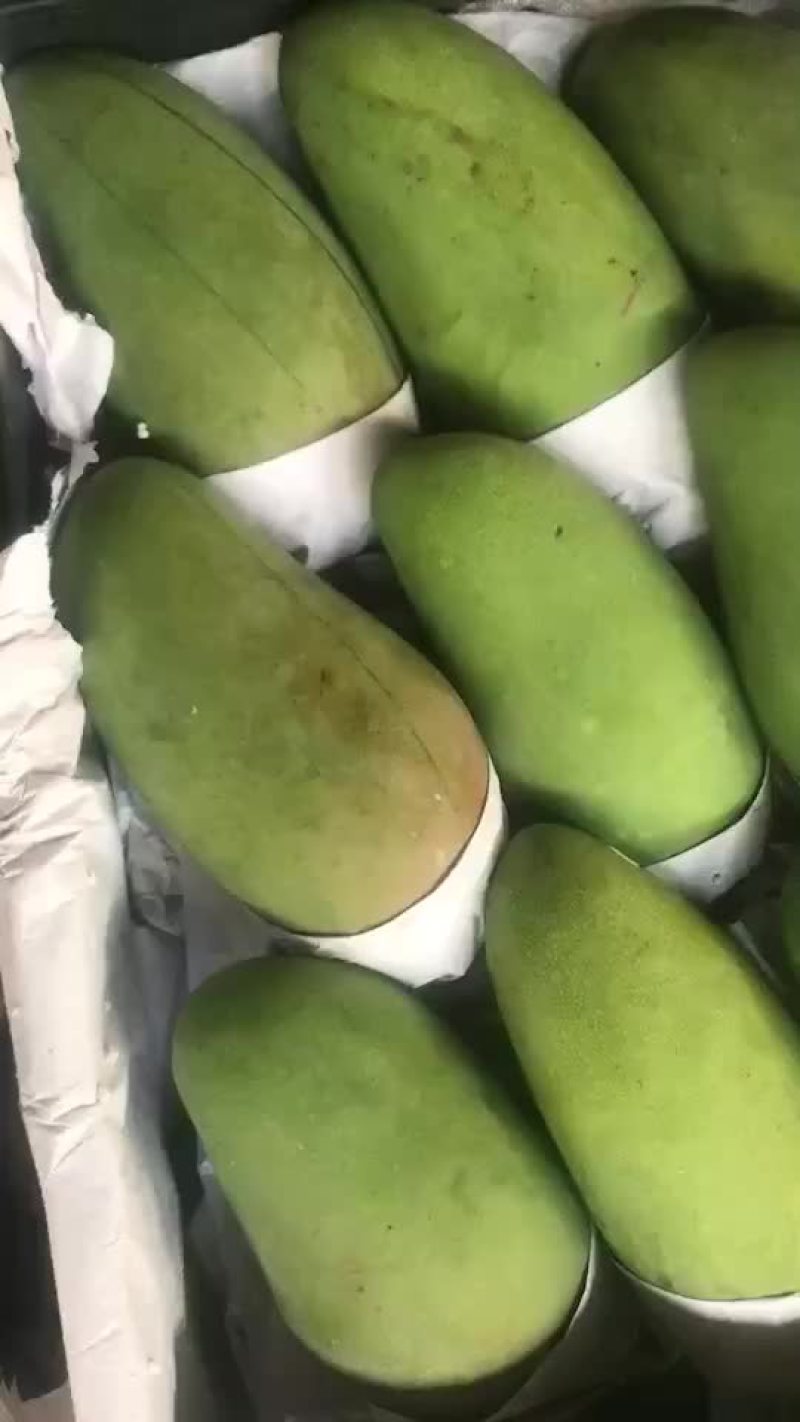 大青芒
