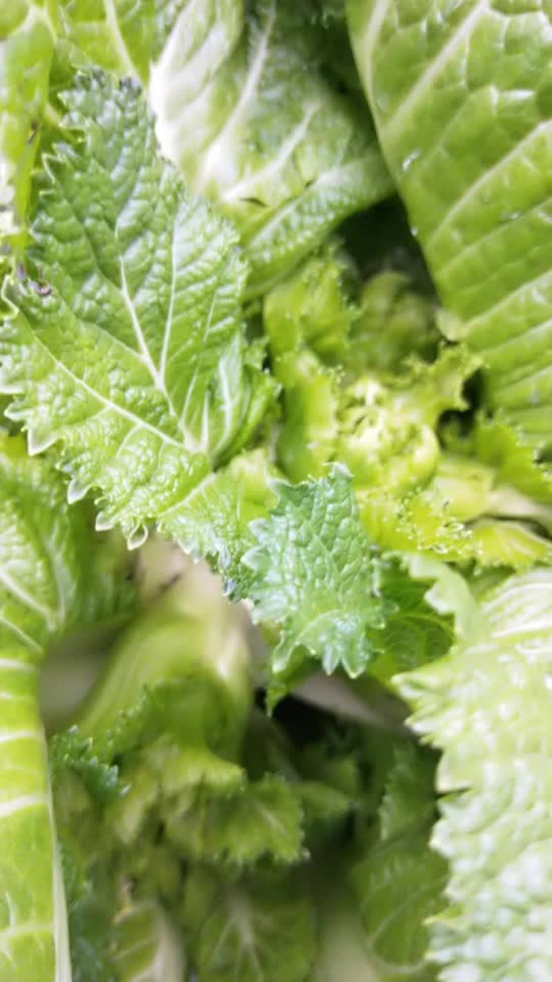 大儿菜
