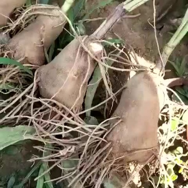 白术苗