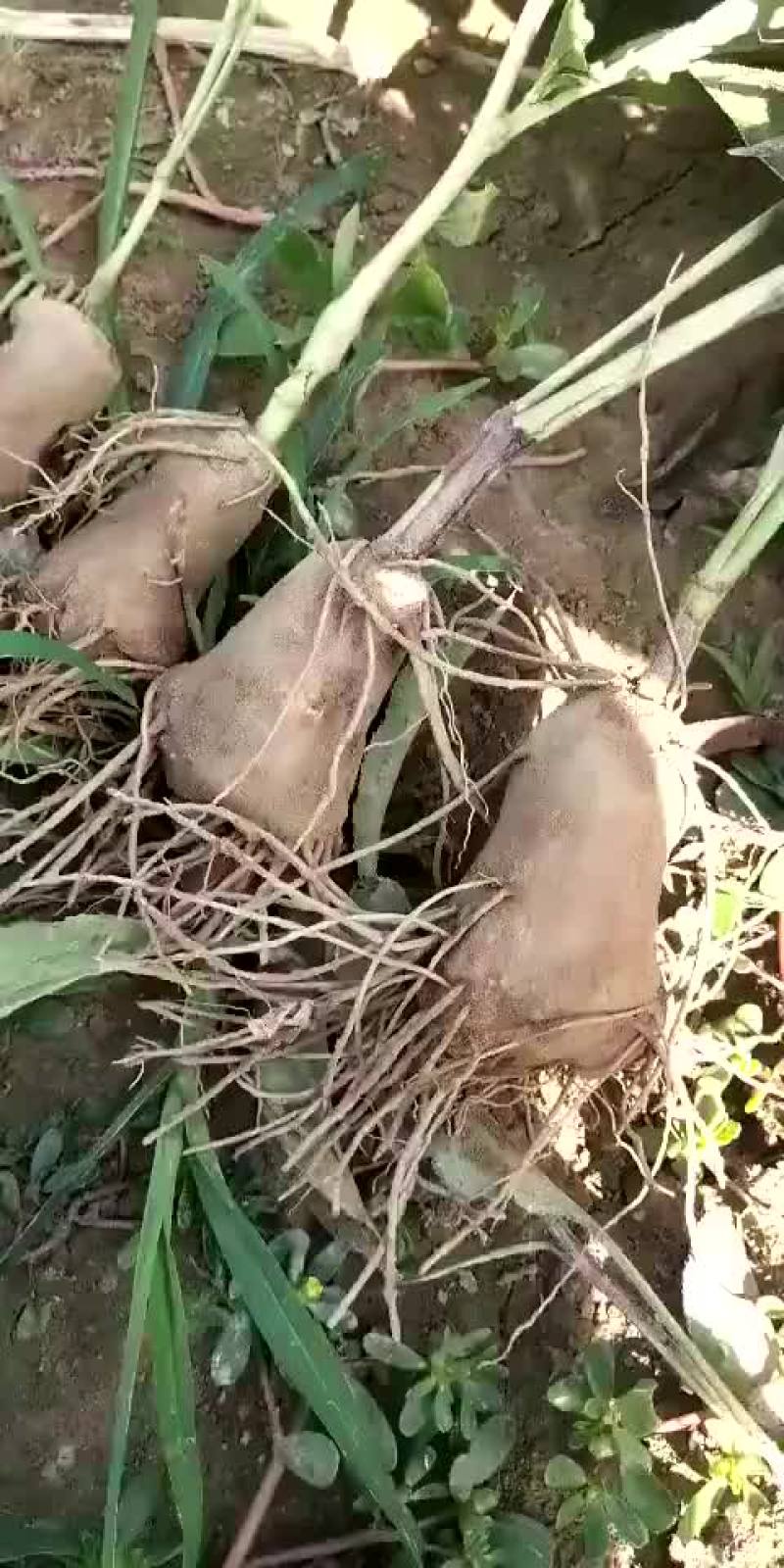 白术苗