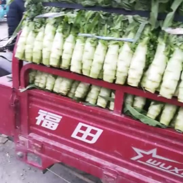 精品莴笋