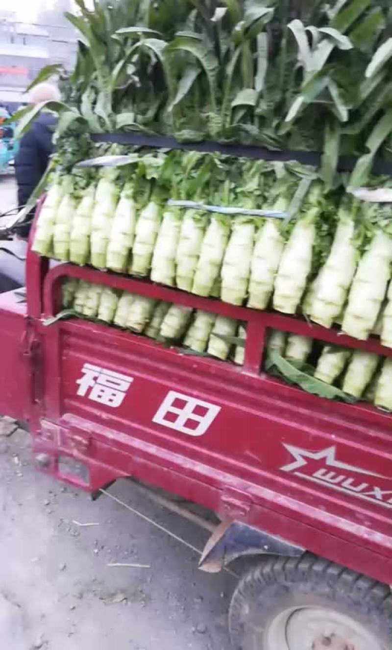 精品莴笋