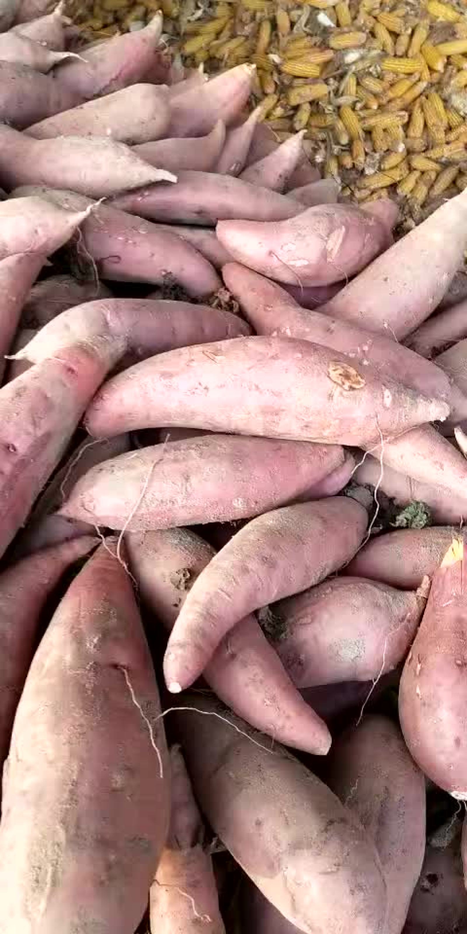 详细规格 :    【联系我时,请说是在一亩田上看