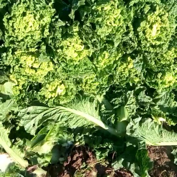 娃娃菜，大白菜，香菜，波菜