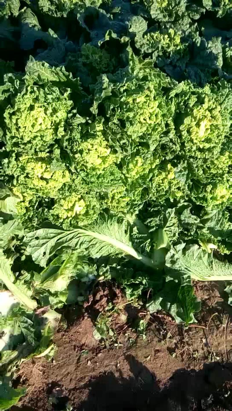 娃娃菜，大白菜，香菜，波菜