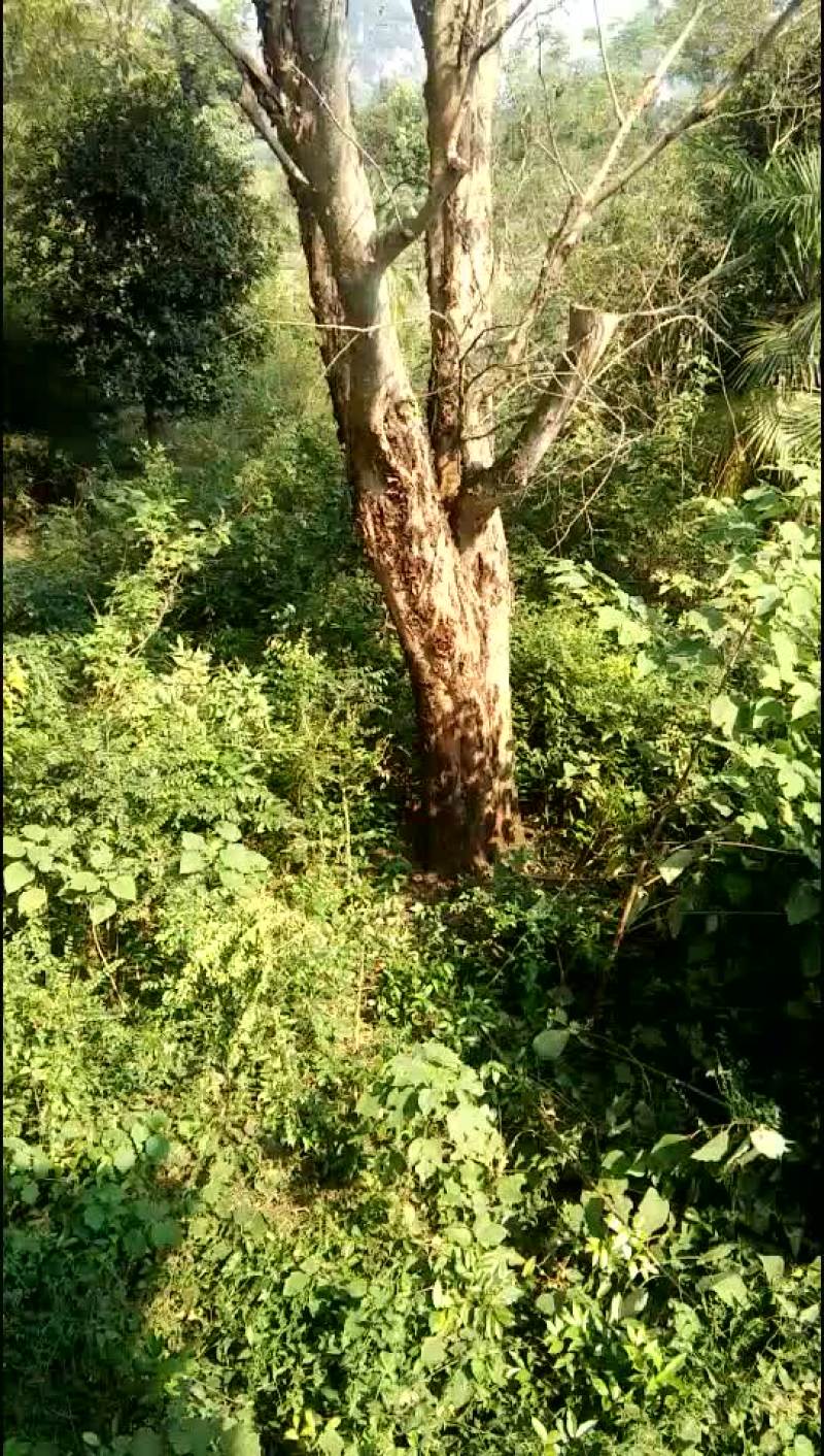 榆树