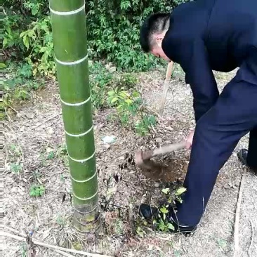 湘西老林冬笋