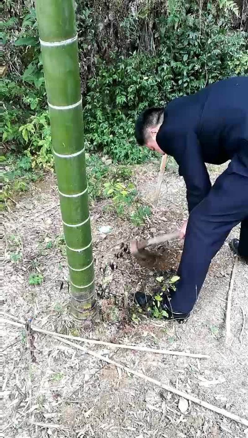 湘西老林冬笋