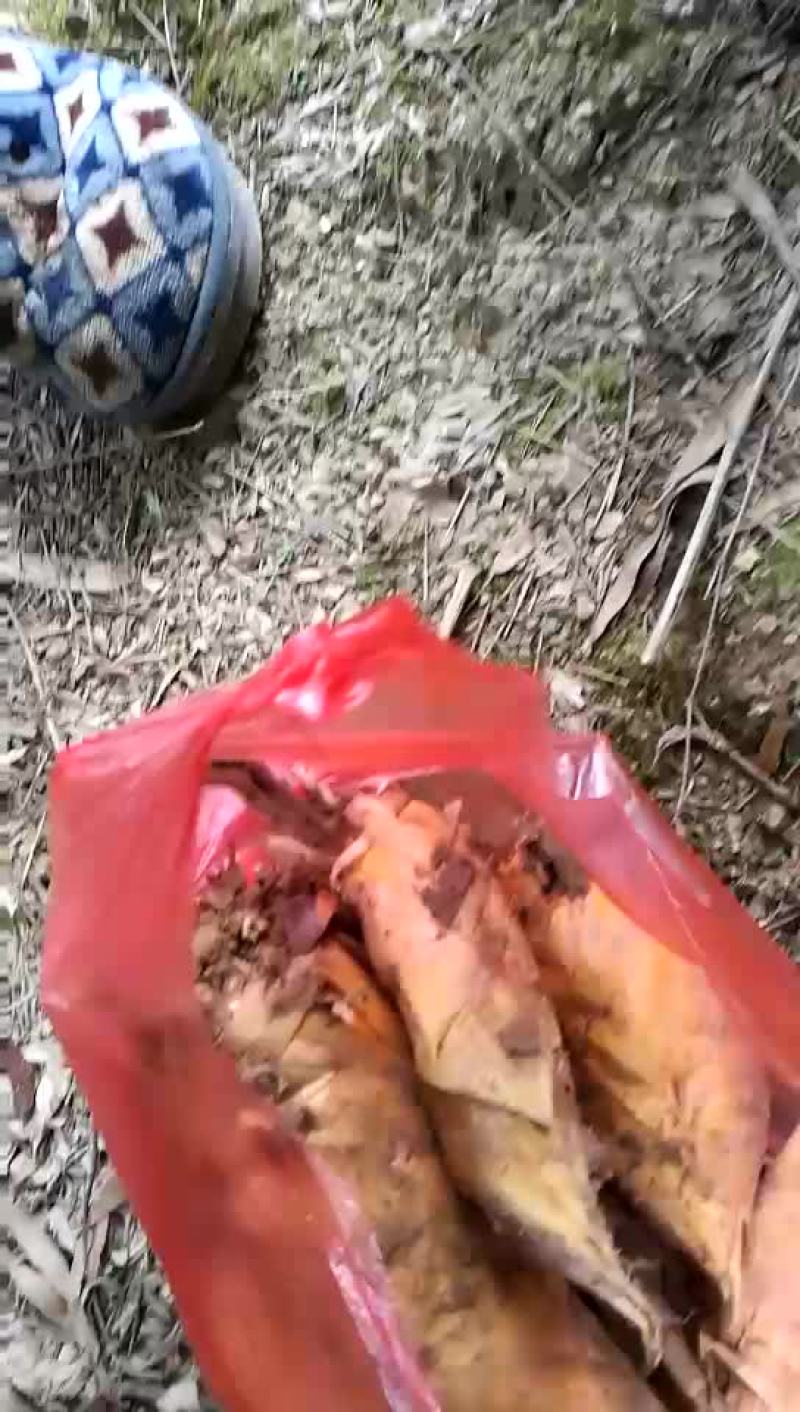 湘西老林冬笋
