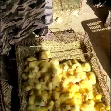 鹅苗