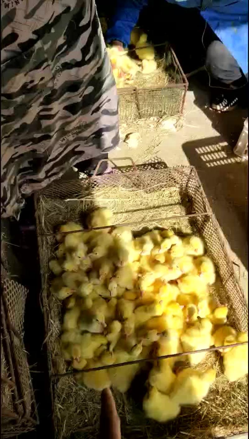 鹅苗