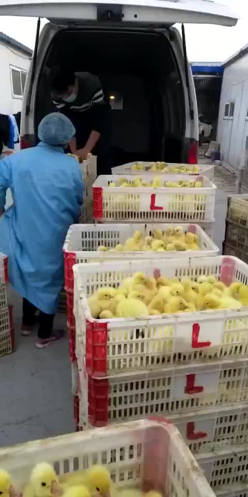 鹅苗