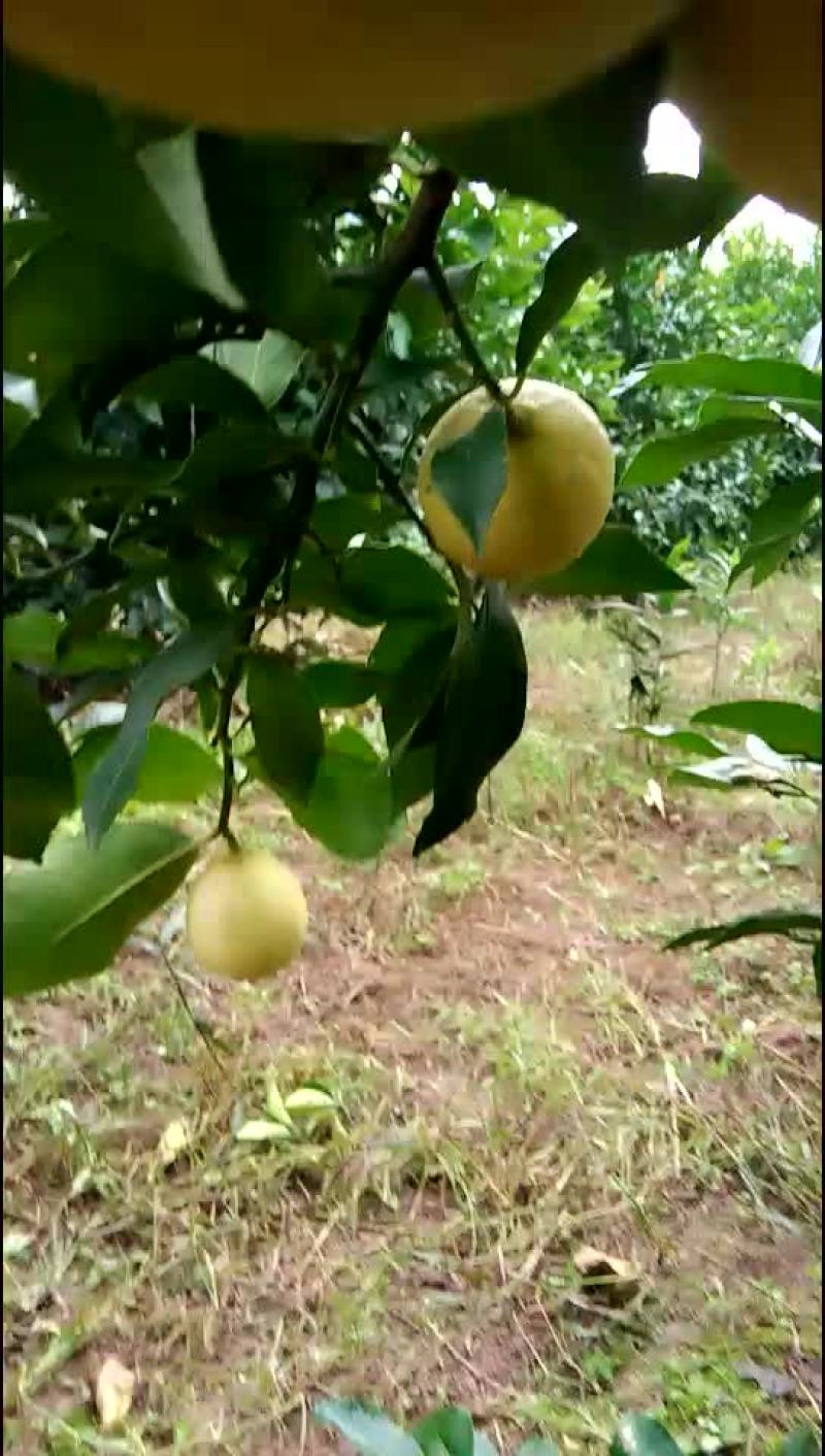 安岳柠檬