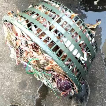 黄海梭子蟹