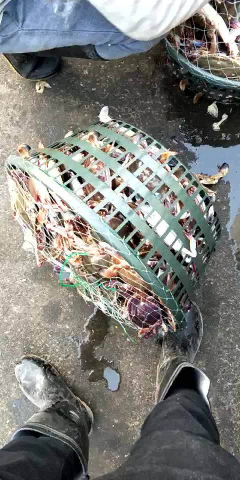 黄海梭子蟹