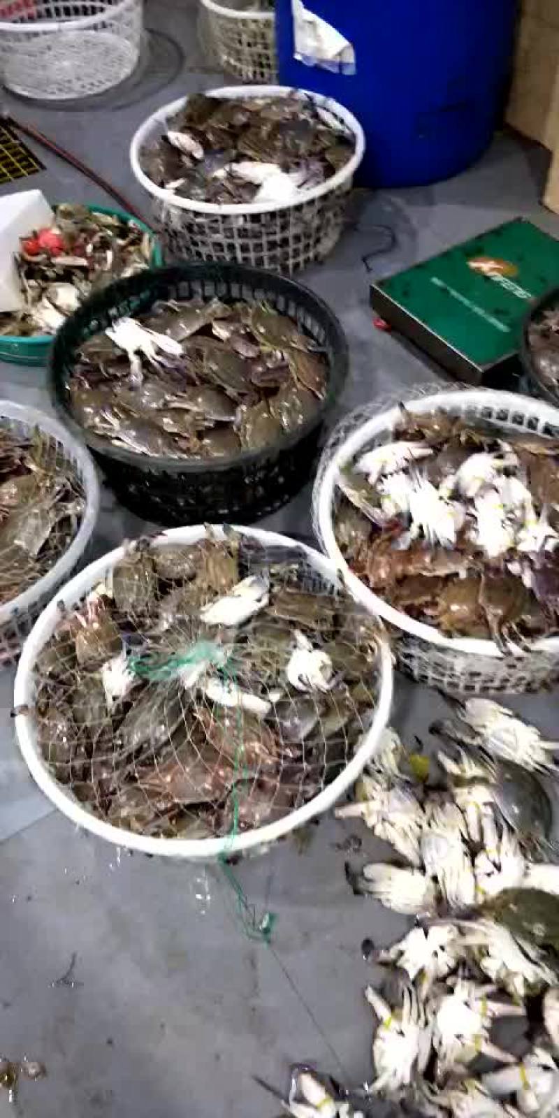黄海梭子蟹