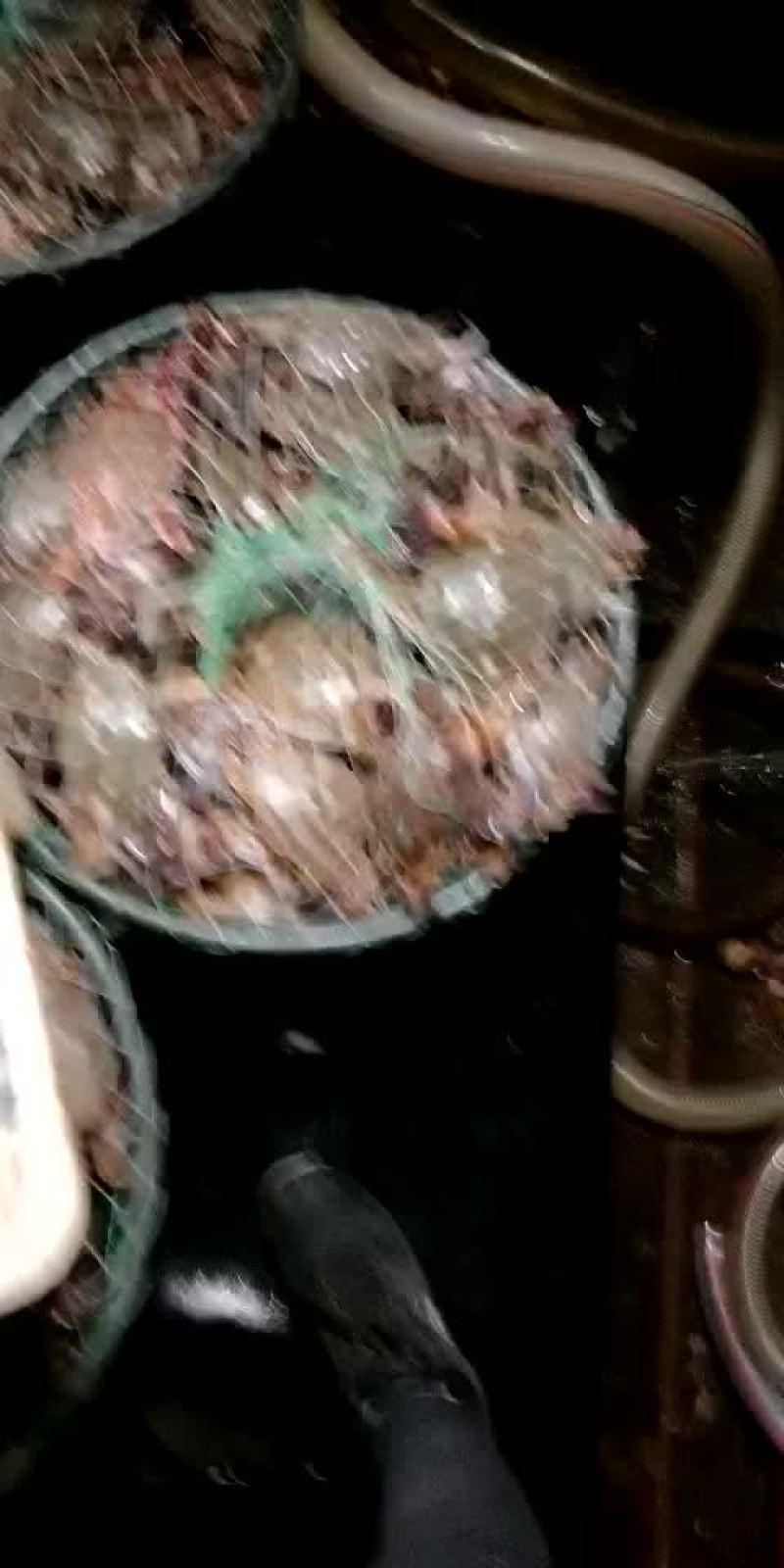 黄海梭子蟹