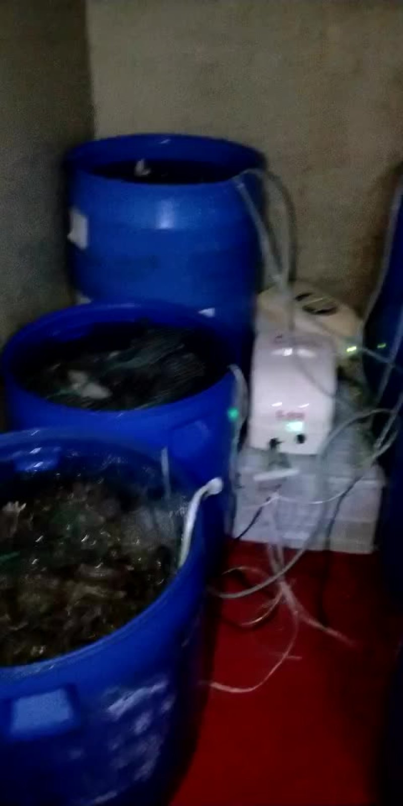 黄海梭子蟹