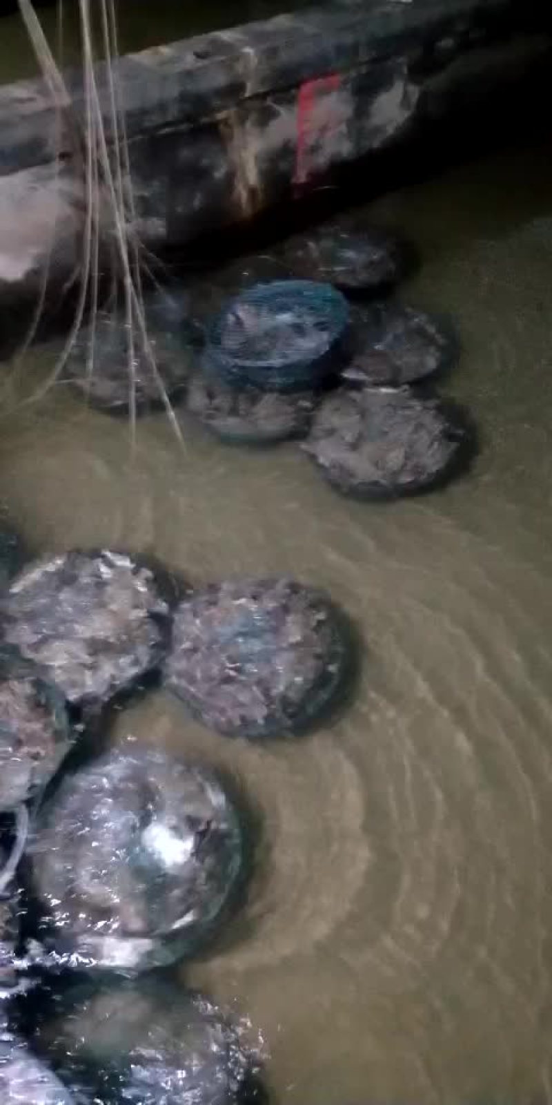 梭子蟹