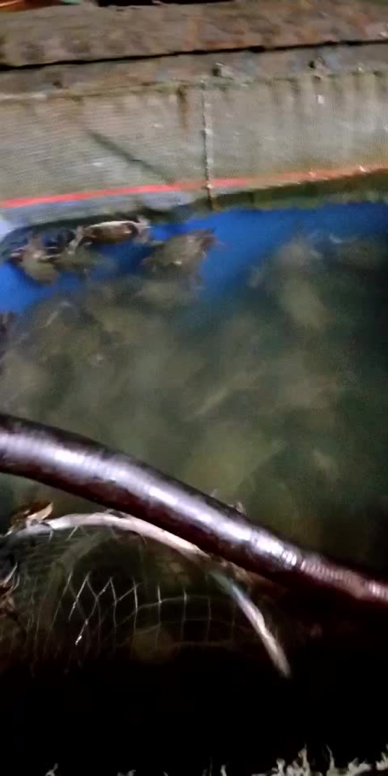 梭子蟹