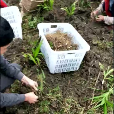 白芨