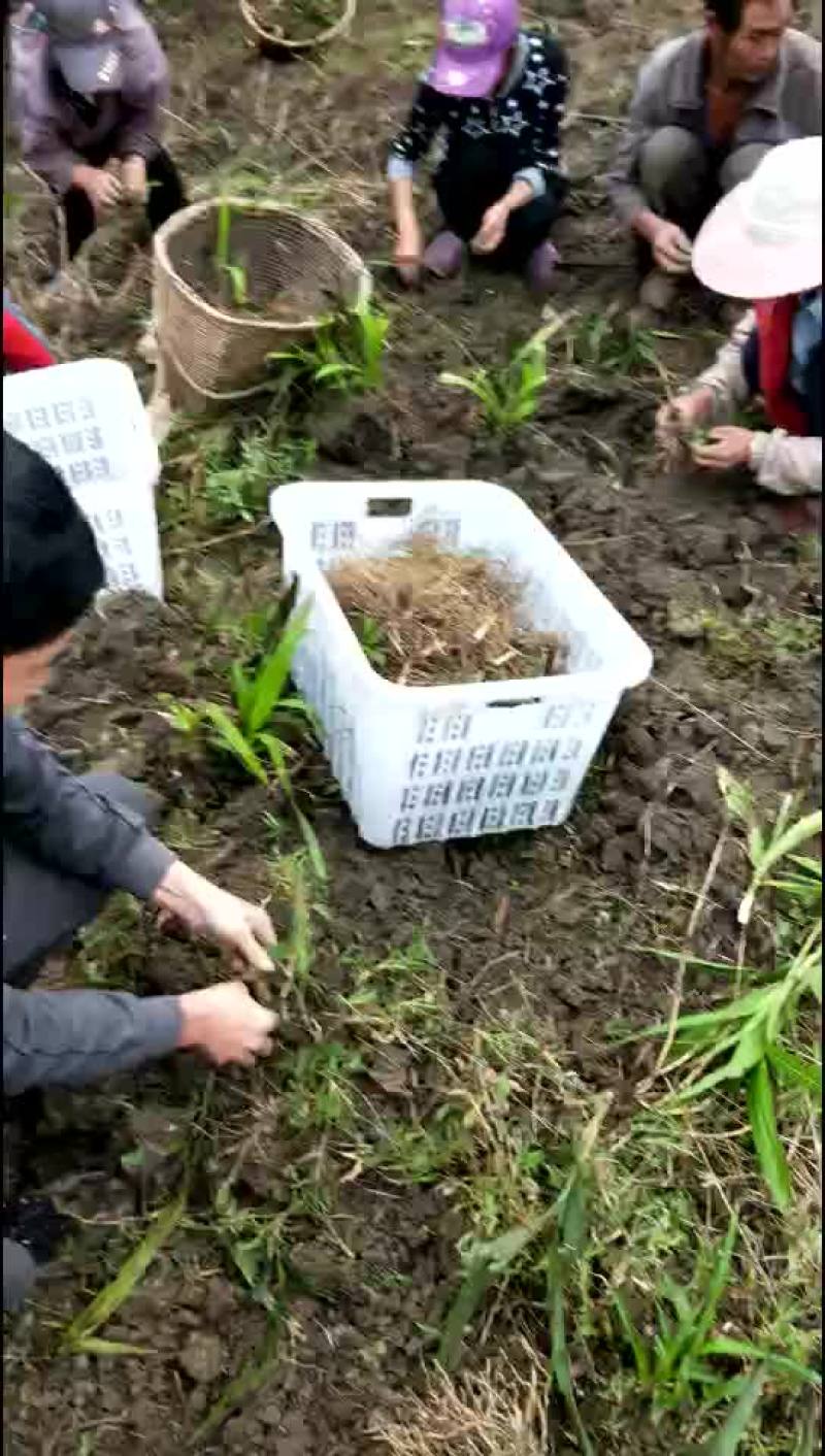 白芨