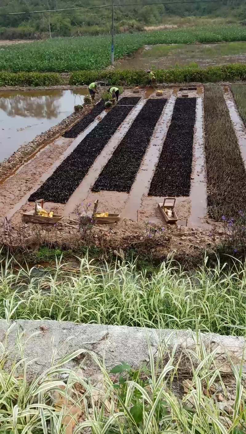 基地现场插袋培育